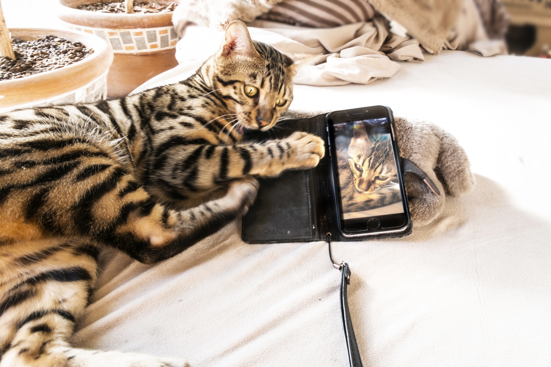 スマホを触る猫