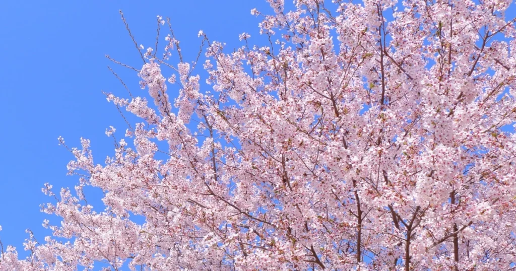 春の桜